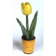 Vaso con Tulipano Giallo